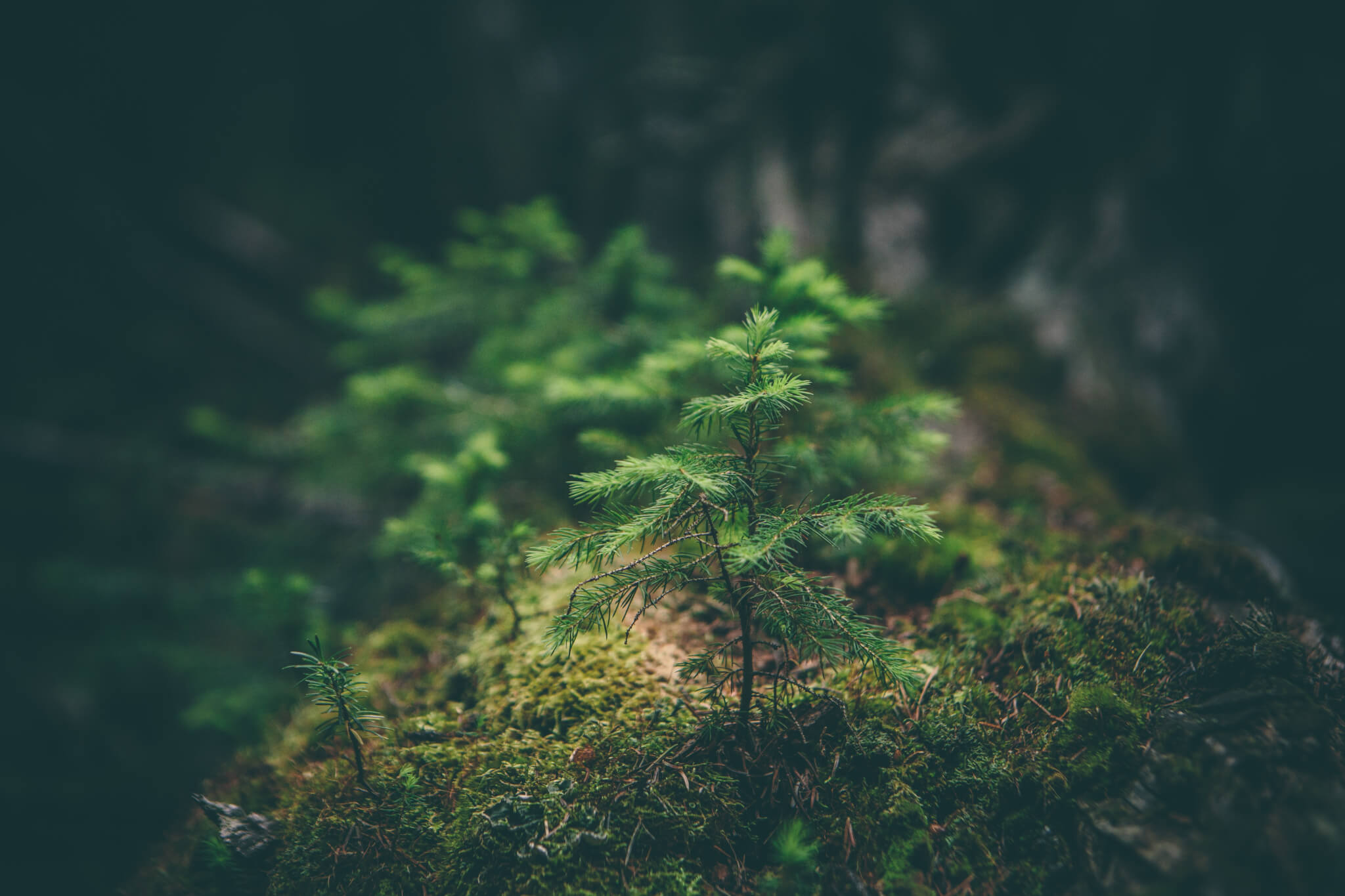 packhelp-blogpost-sustainability
