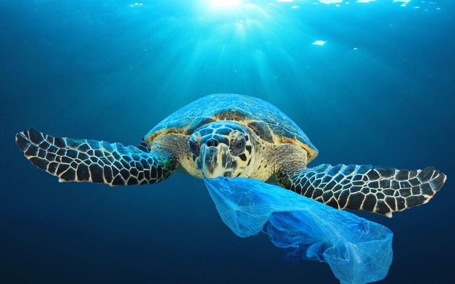 Tortue qui prend un sac plastique dans la mer