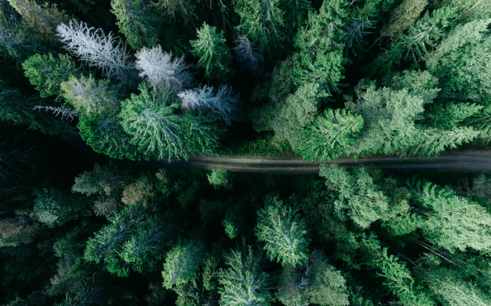 Arbres Caractéristiques Écologiques