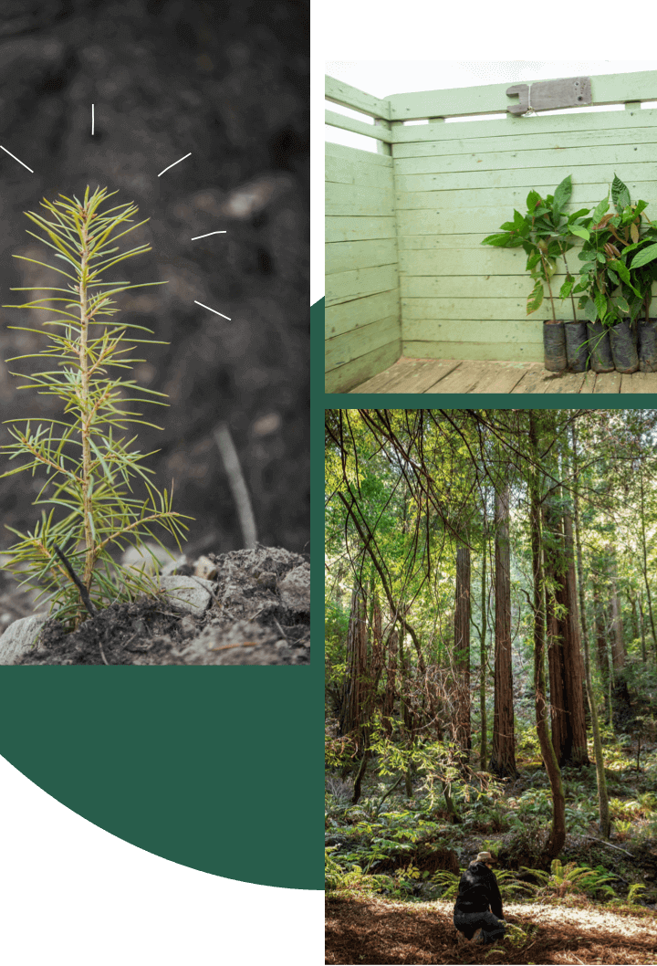 reforestation planting trees