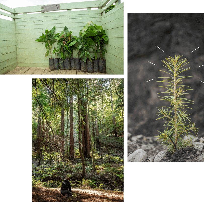 planting trees in homes and in the forest