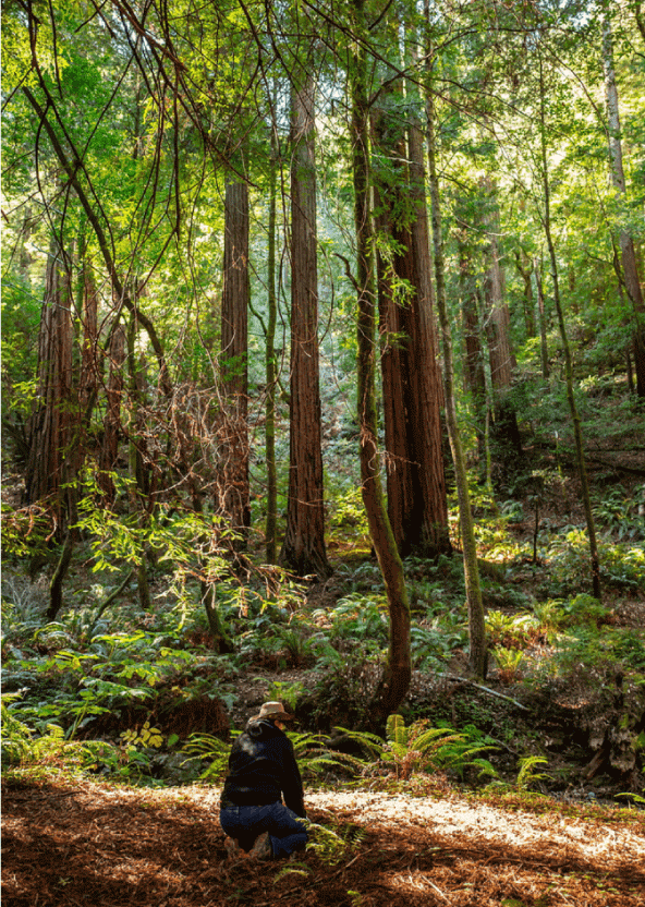 person planting trees in a forest