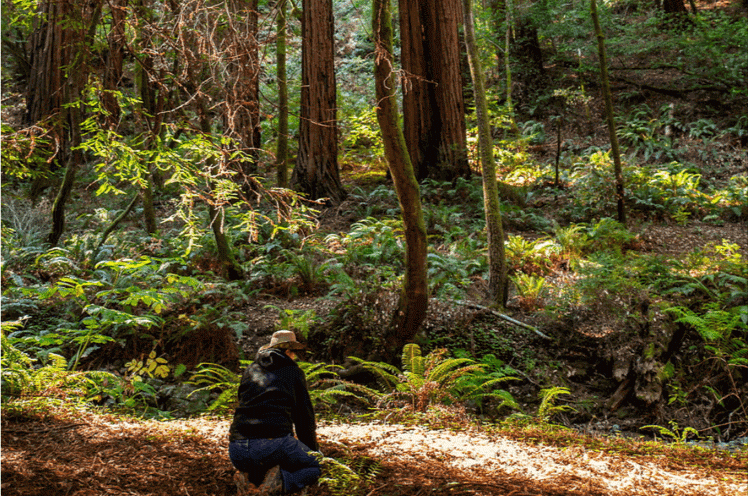 person planting trees in a forest