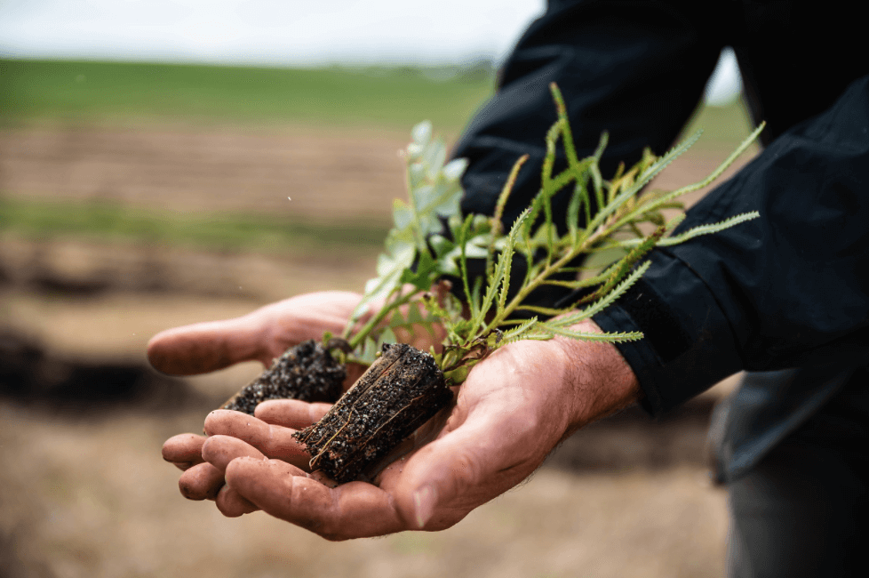 Hands holding saplings