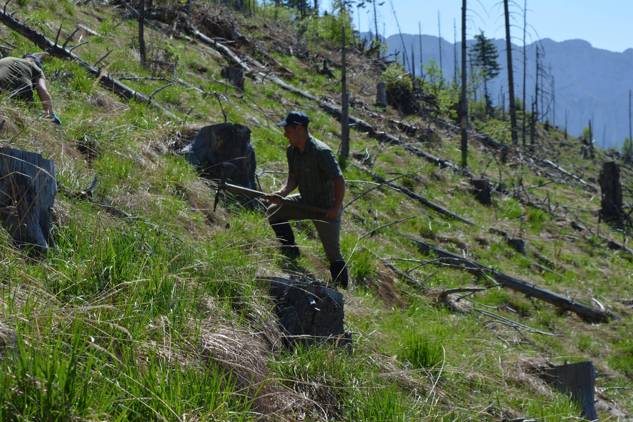 Ranger replanting in the Carpathians